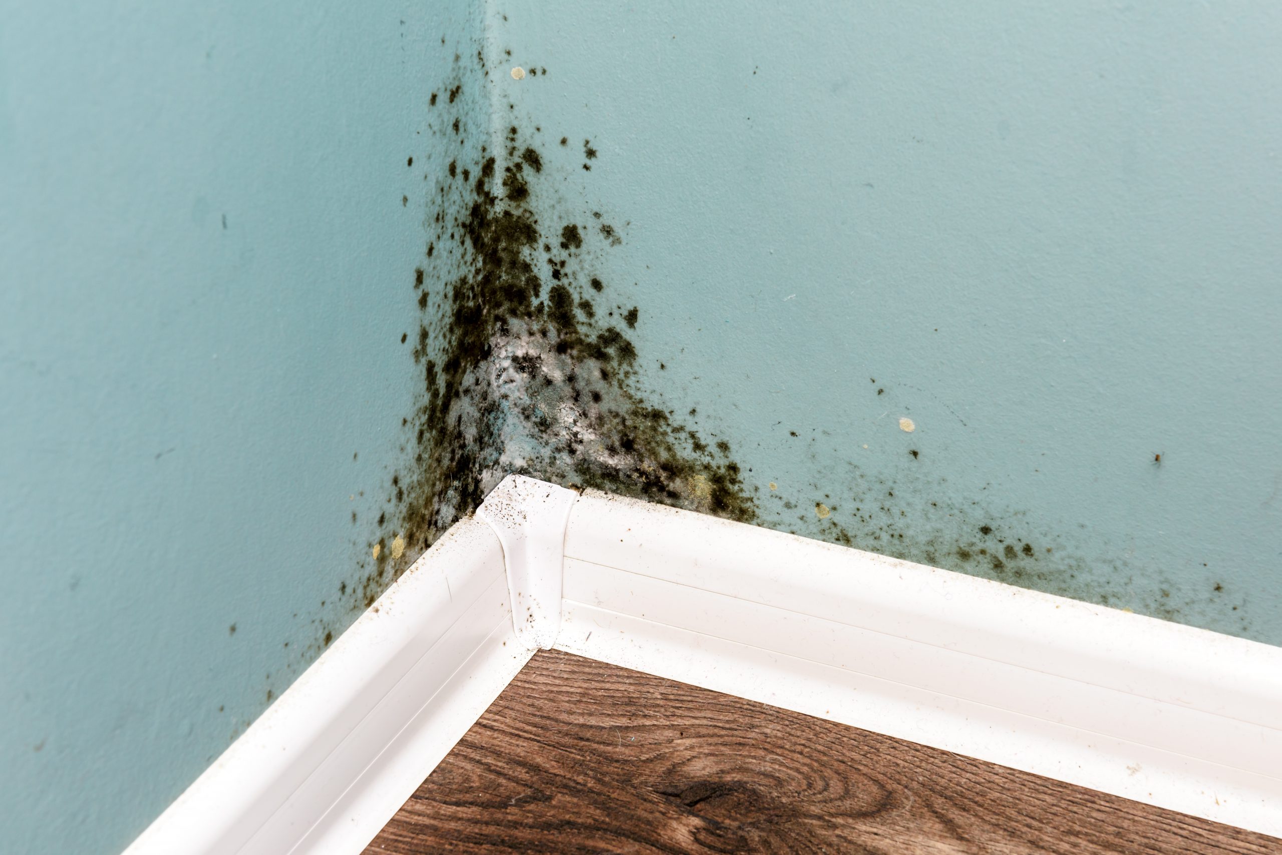Mold: What You Need To Know